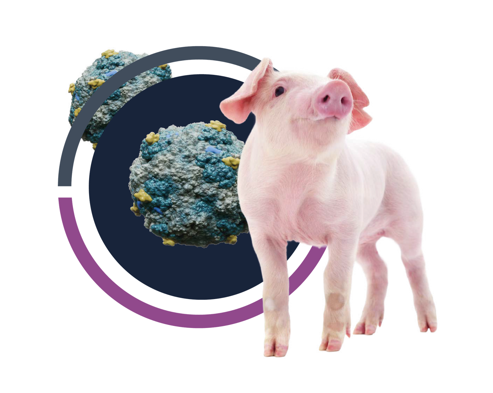 Cevaswine Pig
